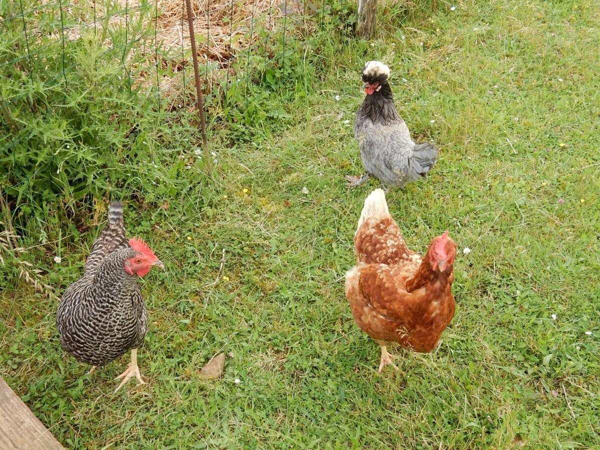 Fount De Cousteno Limbrassac Zewnętrze zdjęcie